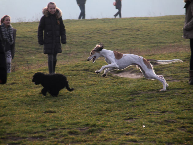 Altai mit Windhund 26. Dezember 2013