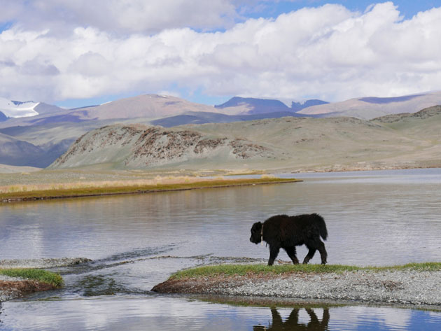 Yak, Mongolei 2016 - Foto Similitudo