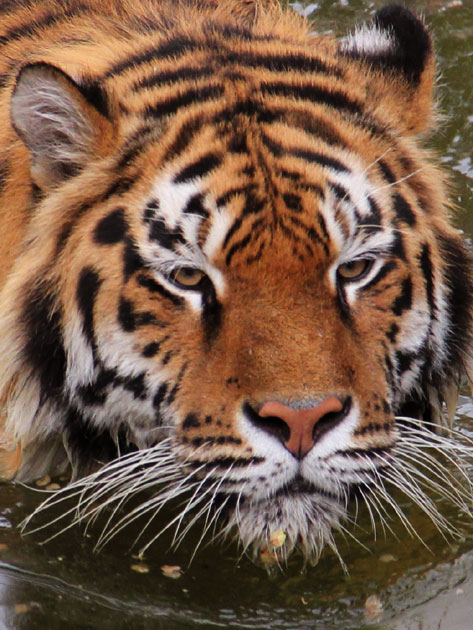 Tygrys Tiger kijowski